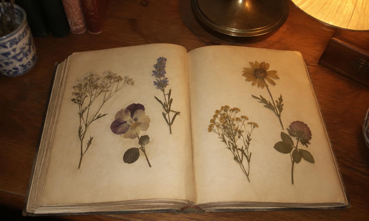 Un herbier ancien ouvert : des fleurs séchées, posées à plat entre deux pages.